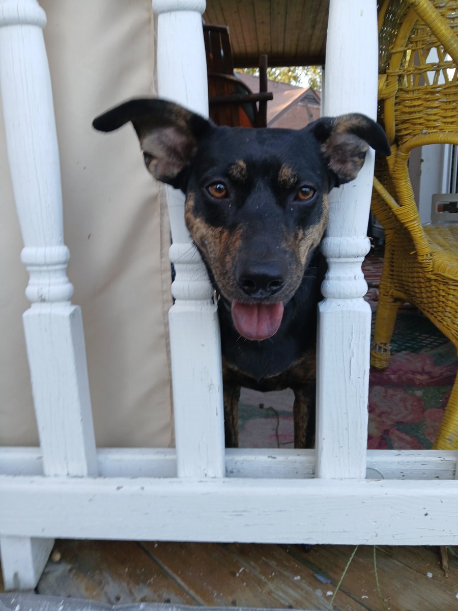 Tazatator's tweet photo. @NOT_CFJ @HeidiL_RN @MrJerryOC @KenWahl1 @JonahDispatch @gigi27brand @tgradous We adopted Bella Mia and She saved us. Love. https://t.co/VAAtGuVFBk