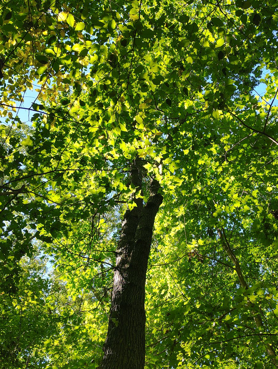 toesvcker's tweet photo. the only time I ever look up is to see the trees https://t.co/Enr5f0qlFz