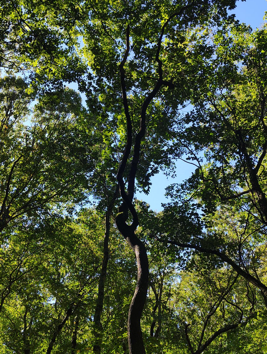 toesvcker's tweet photo. the only time I ever look up is to see the trees https://t.co/Enr5f0qlFz