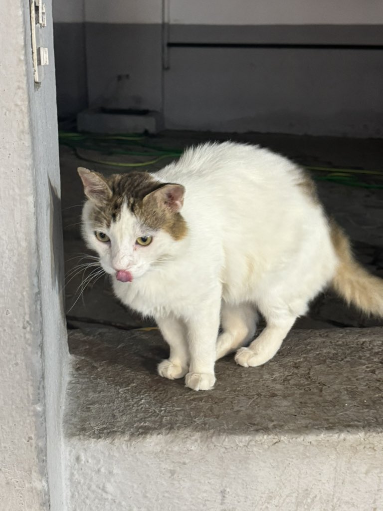 jessnelson08's tweet photo. Cat in Rhodes trying to steal pancake https://t.co/zQeqOUnlrI