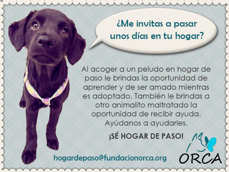 FundacionOrca's tweet photo. Hoy queremos pedirte algo muy especial: ¿te animas a ser hogar de paso? 🏡🐶

Un hogar de paso no tiene que ser perfecto. No necesitas tener experiencia ni una casa enorme. Solo necesitas un espacio seguro, un poquito de tiempo y la disposición de acompañar a un animal mientras https://t.co/wjvid3XDPX