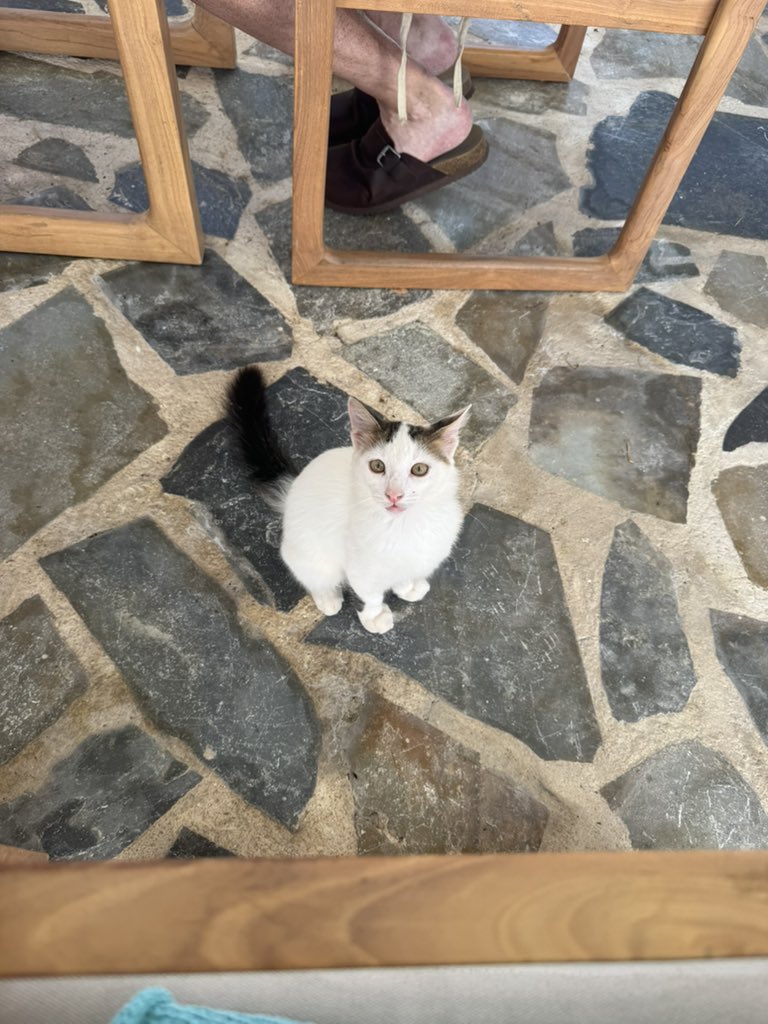 jessnelson08's tweet photo. This cat hit me when I tried to give it chicken https://t.co/0khqYR0O4j