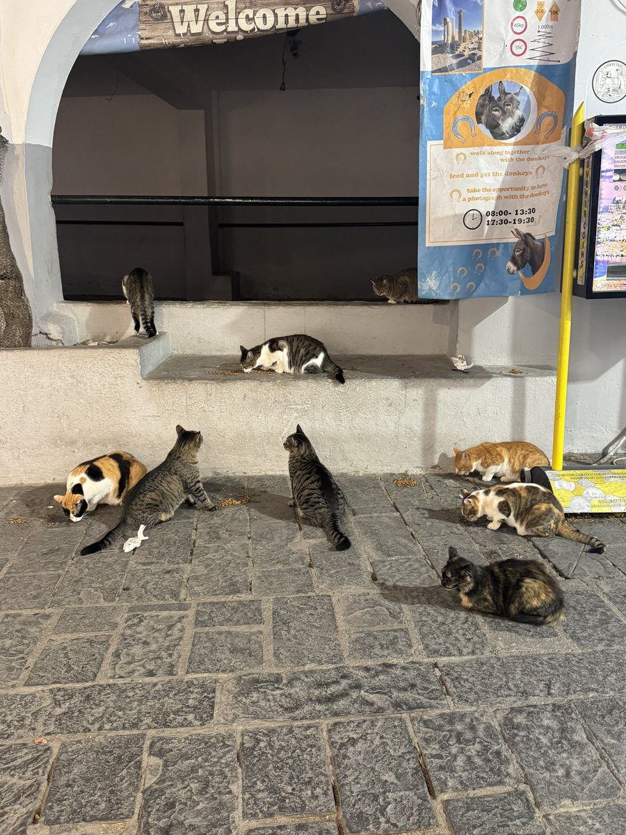jessnelson08's tweet photo. Wow so many cats https://t.co/8ztPTQblEL