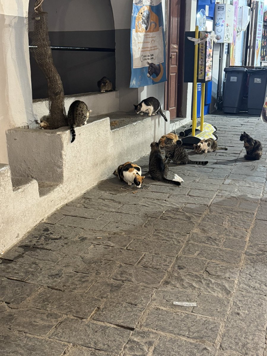jessnelson08's tweet photo. Wow so many cats https://t.co/8ztPTQblEL