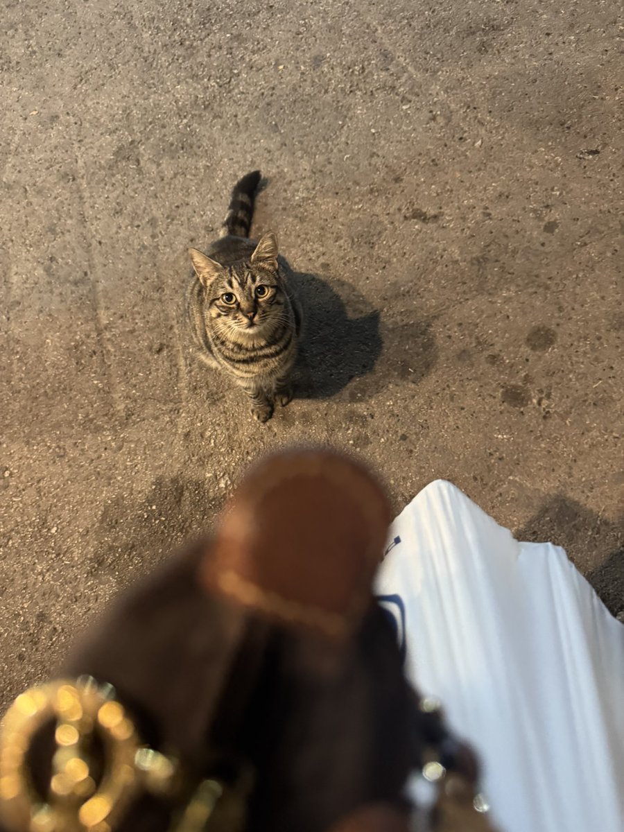 jessnelson08's tweet photo. Wow so many cats https://t.co/8ztPTQblEL