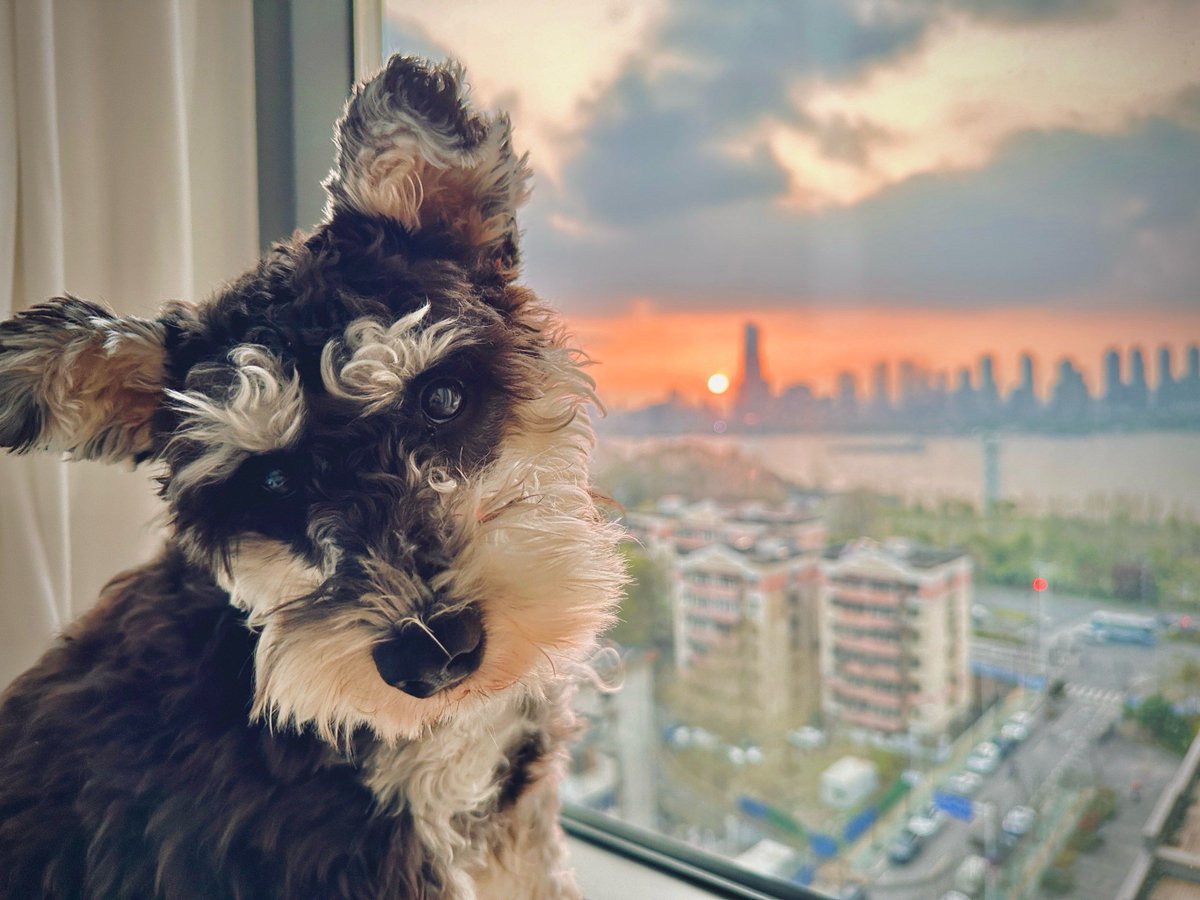 DorrisTudozal's tweet photo. Mi perro me espera con una cola que no para de moverse cada vez que regreso a casa https://t.co/6QjwgnnADL