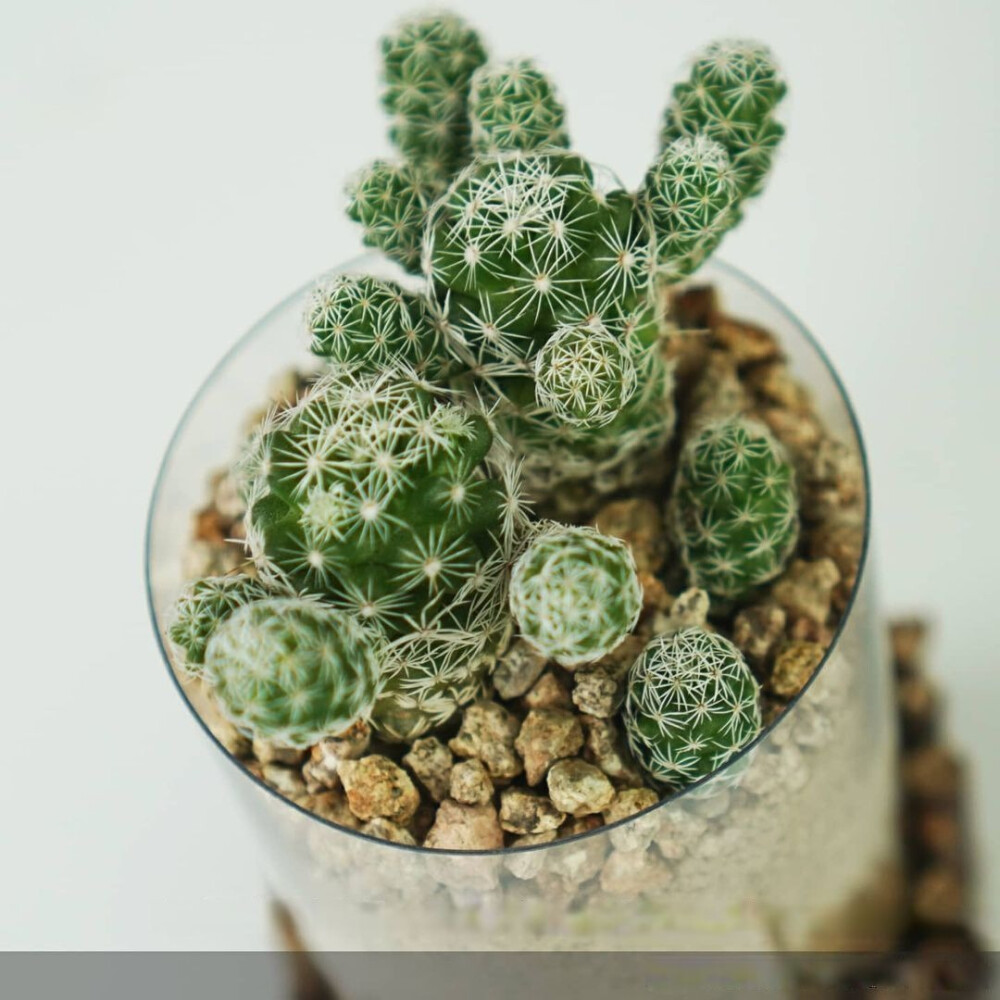 JUSTINAKEEvt's tweet photo. Solo 1 hora y una botella de plástico reciclada para hacer un macetero súper lindo! Ideal para plantas pequeas, no necesitas materiales caros. https://t.co/aSuM2YPARd