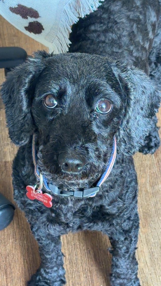 millypod1's tweet photo. 🆘28 SEPT 2026 #Lost Willow #ScanMe
ELDERLY Cockerpoo Female
Her eyesight isnt great. Please if you see her do not chase or call her as she is very scared😢
Escaped Garden in #Bridgemary #Gosport #Hampshire #PO13
https://t.co/bbBqnMznMz https://t.co/C1EmLW6R9q