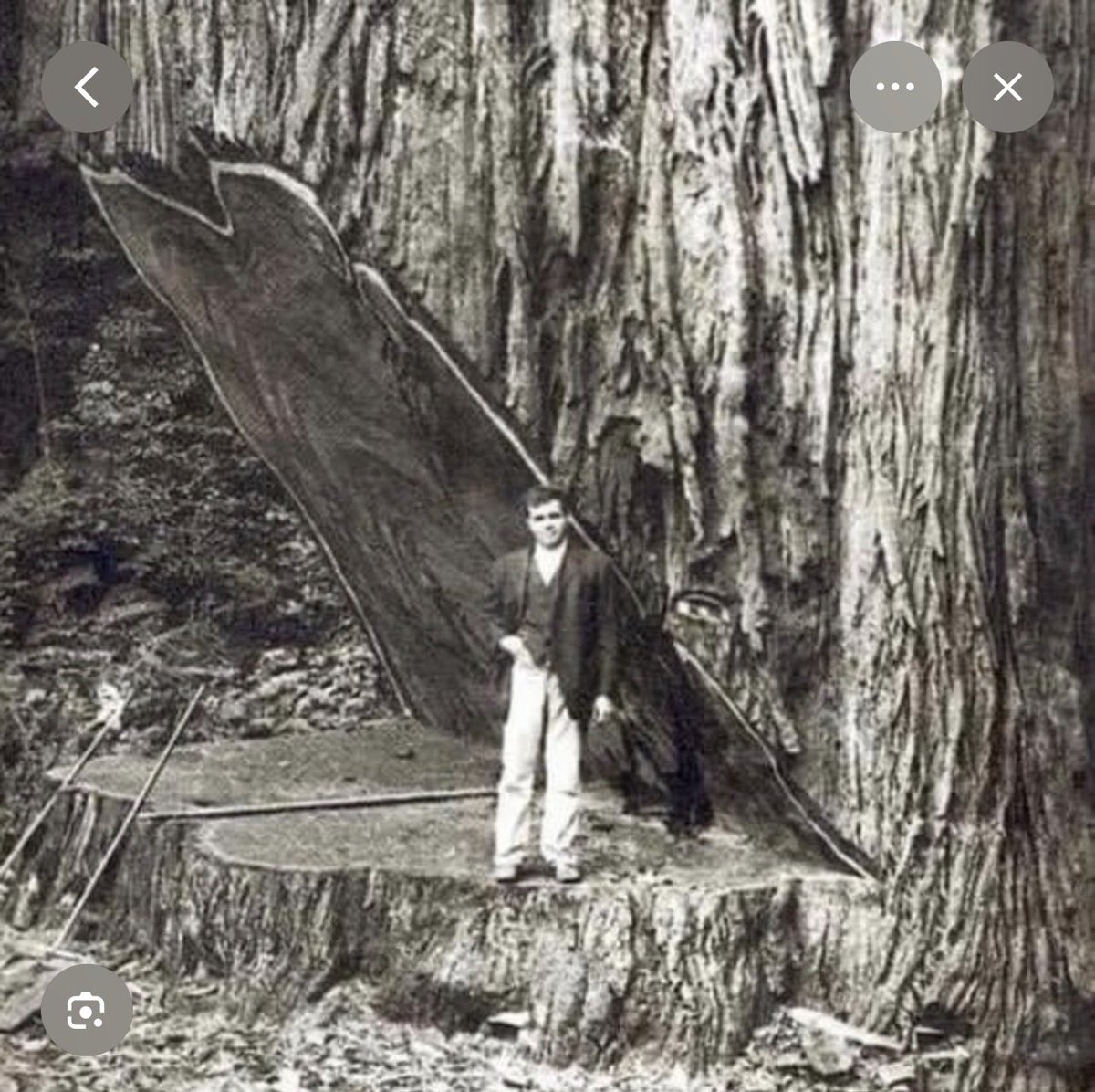SaltandLight51's tweet photo. In the 1800’s…we went to war with giant trees 😩
I’m officially a tree hugger now…no shame in it…
#gianttrees
#savethetrees
#criminals https://t.co/xxoZwIFNvO