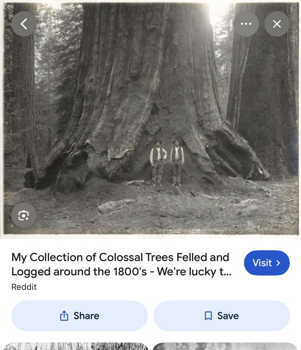 SaltandLight51's tweet photo. In the 1800’s…we went to war with giant trees 😩
I’m officially a tree hugger now…no shame in it…
#gianttrees
#savethetrees
#criminals https://t.co/xxoZwIFNvO