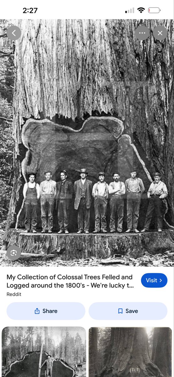 SaltandLight51's tweet photo. In the 1800’s…we went to war with giant trees 😩
I’m officially a tree hugger now…no shame in it…
#gianttrees
#savethetrees
#criminals https://t.co/xxoZwIFNvO