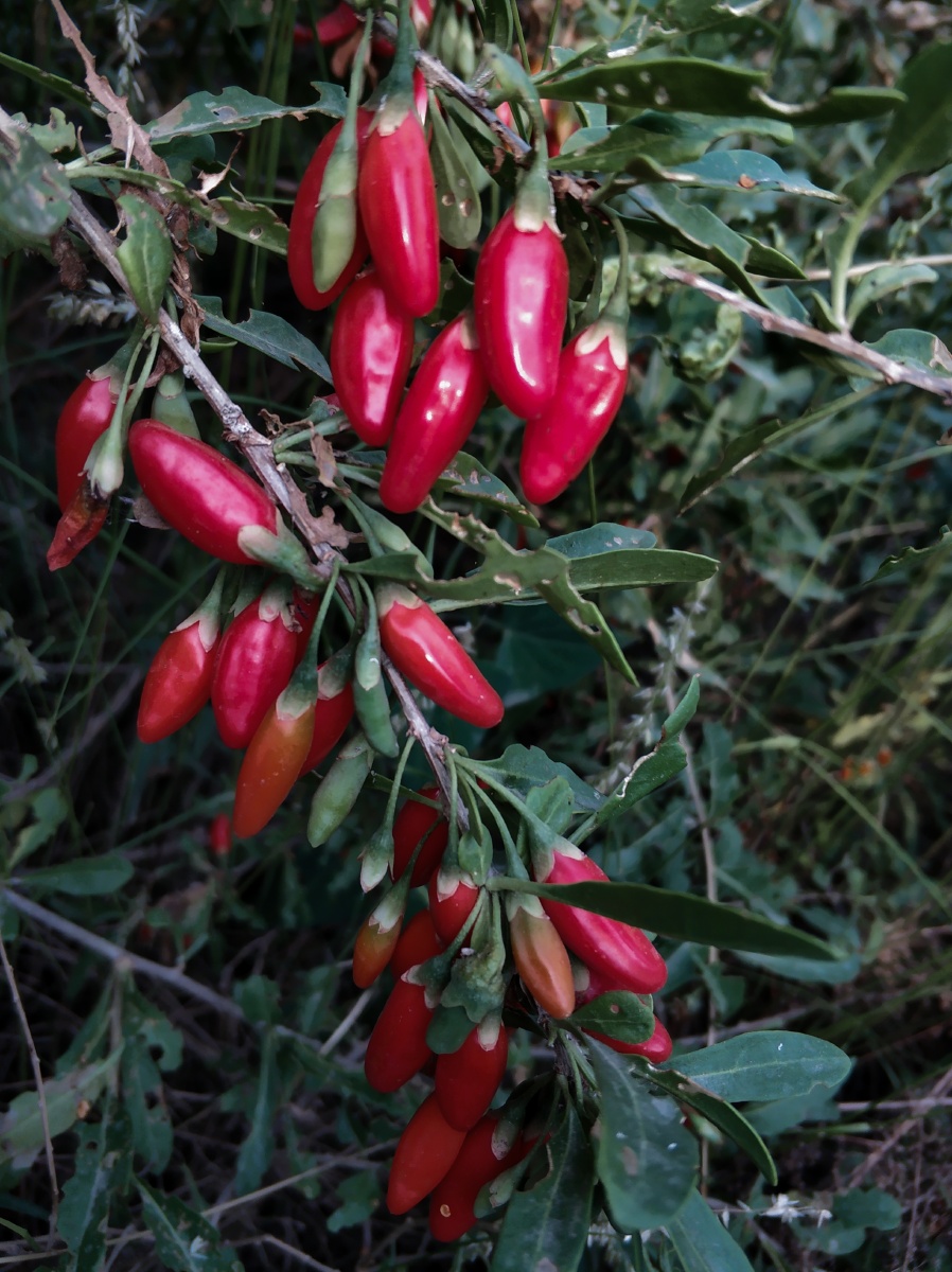 randybrow_533's tweet photo. [Hot chili peppers spread through the wild, fresh and zesty vibes here!]， https://t.co/jEMu4FxC2x