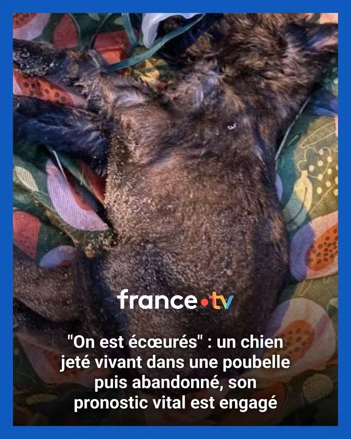 AdeaClaude's tweet photo. Franchement, j'ai de plus en plus de mal à supporter toutes ces horreurs 😡😡

"On est écœurés" : un chien jeté vivant dans une poubelle puis abandonné, son pronostic vital est engagé 👉 https://t.co/fYuqGiR2Aw https://t.co/oMv0WhK1VR