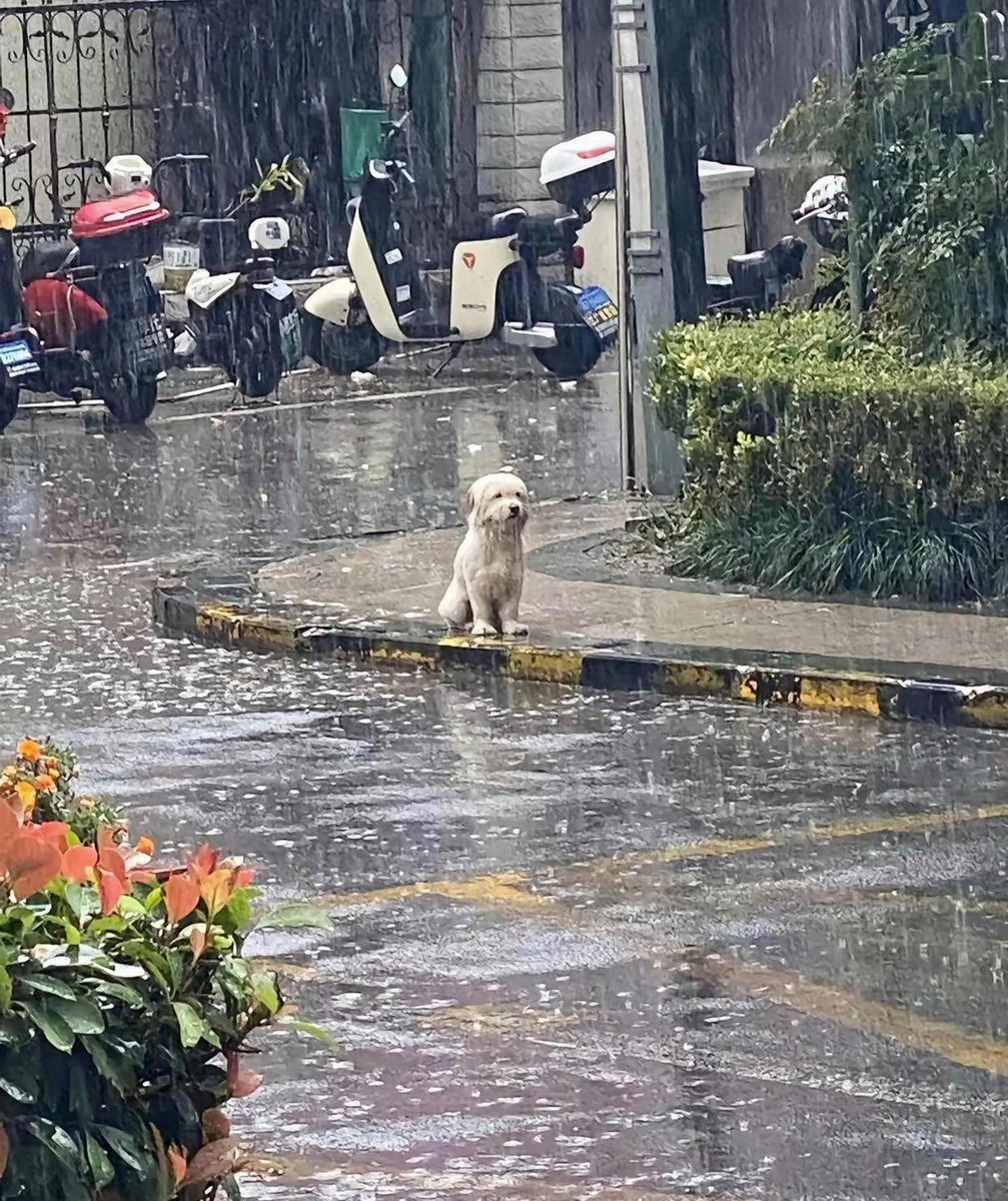louraBarroqq's tweet photo. Mi perro me espera cada tarde con su cola que no para de moverse, su compaía es el mejor regalo de la vida， https://t.co/MprnUl0wnW