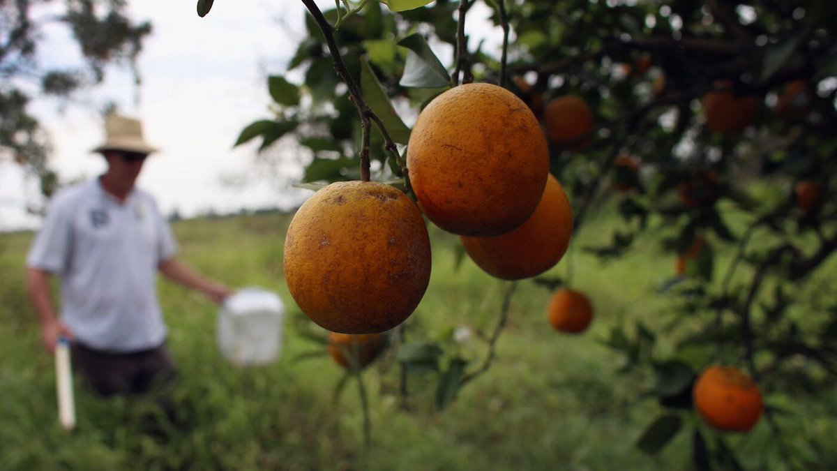 BioTech_Awards's tweet photo. Could trees developed with gene-editing technology protect Florida's citrus industry? - NPR

https://t.co/qfRRpwxM3X

#biotech #geneediting #genomeengineering #lifesciences #drugdevelopment #biomedical https://t.co/dva6FXuHOd