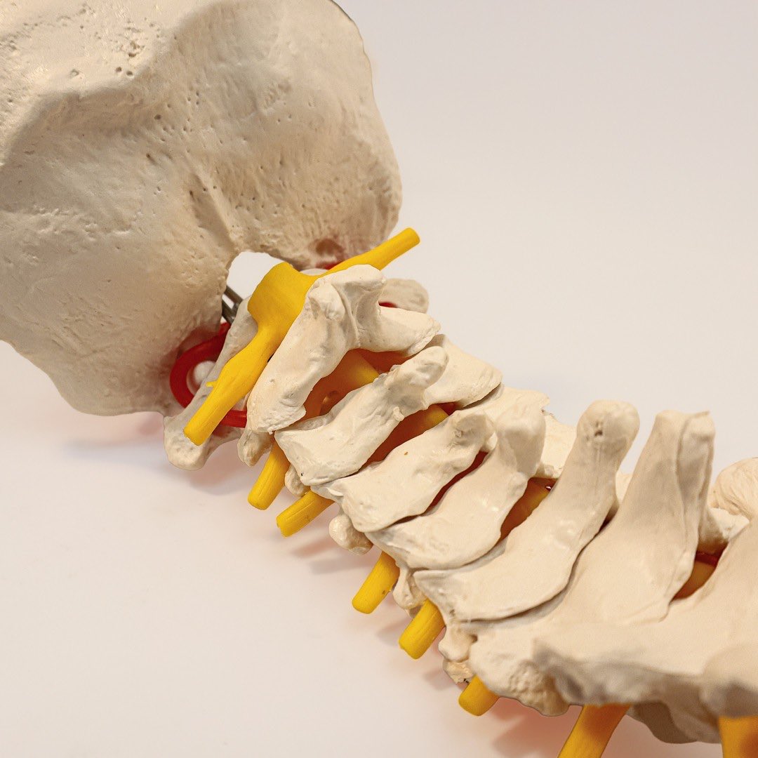 Physio_ArranK's tweet photo. Placement Reflection – Musculoskeletal Outpatients 💪🦵

My fourth full-time placement as a student physiotherapist was within Musculoskeletal (MSK) Outpatients. 👨‍⚕️🩻

#Physiotherapist #musculoskeletal #injury #rehab #exercise https://t.co/0Cu404jVVt
