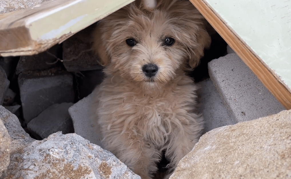 PenneyParkkfc's tweet photo. Mi cachorrito acaba de aprender a sentarse por primera vez  Esto es el mejor regalo que me ha dado la vida! #CrecimientoMascota https://t.co/F52VO9L2pk