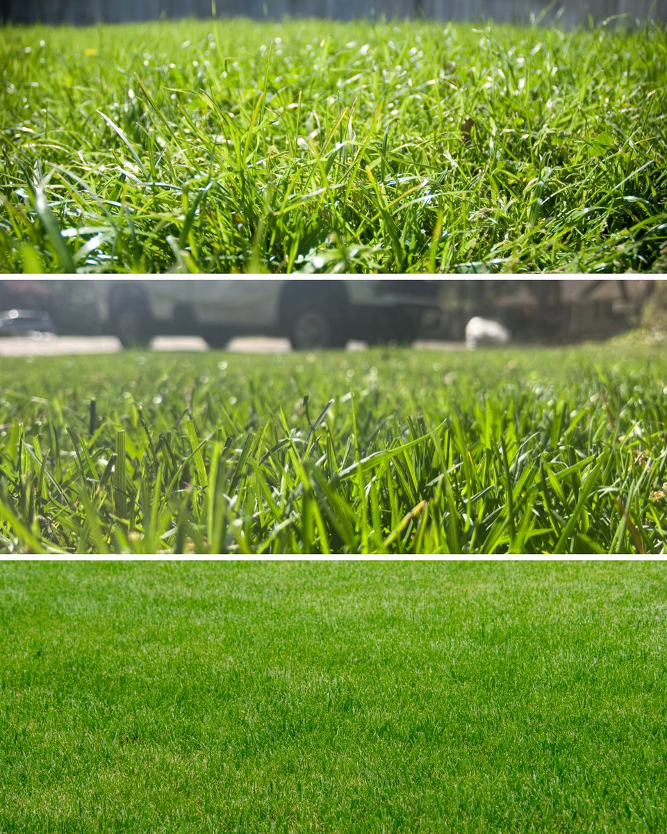 Greenswardturf's tweet photo. Ever wonder why you see so many different types of grass in Coastal Virginia?
We live in whatโs known as the transition zone, where both cool and warm season grasses grow. Thatโs why knowing your grass type is such an important part of keeping your lawn healthy.
#KeepItGreen ๐ฑ https://t.co/er0RaoFXB0