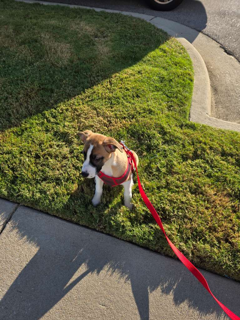 woofpackpetcare's tweet photo. Cute Puppy Alert!!!!

#tuesdayvibes #Dogsontwitter #dogsonx https://t.co/b5ORAeoM0r