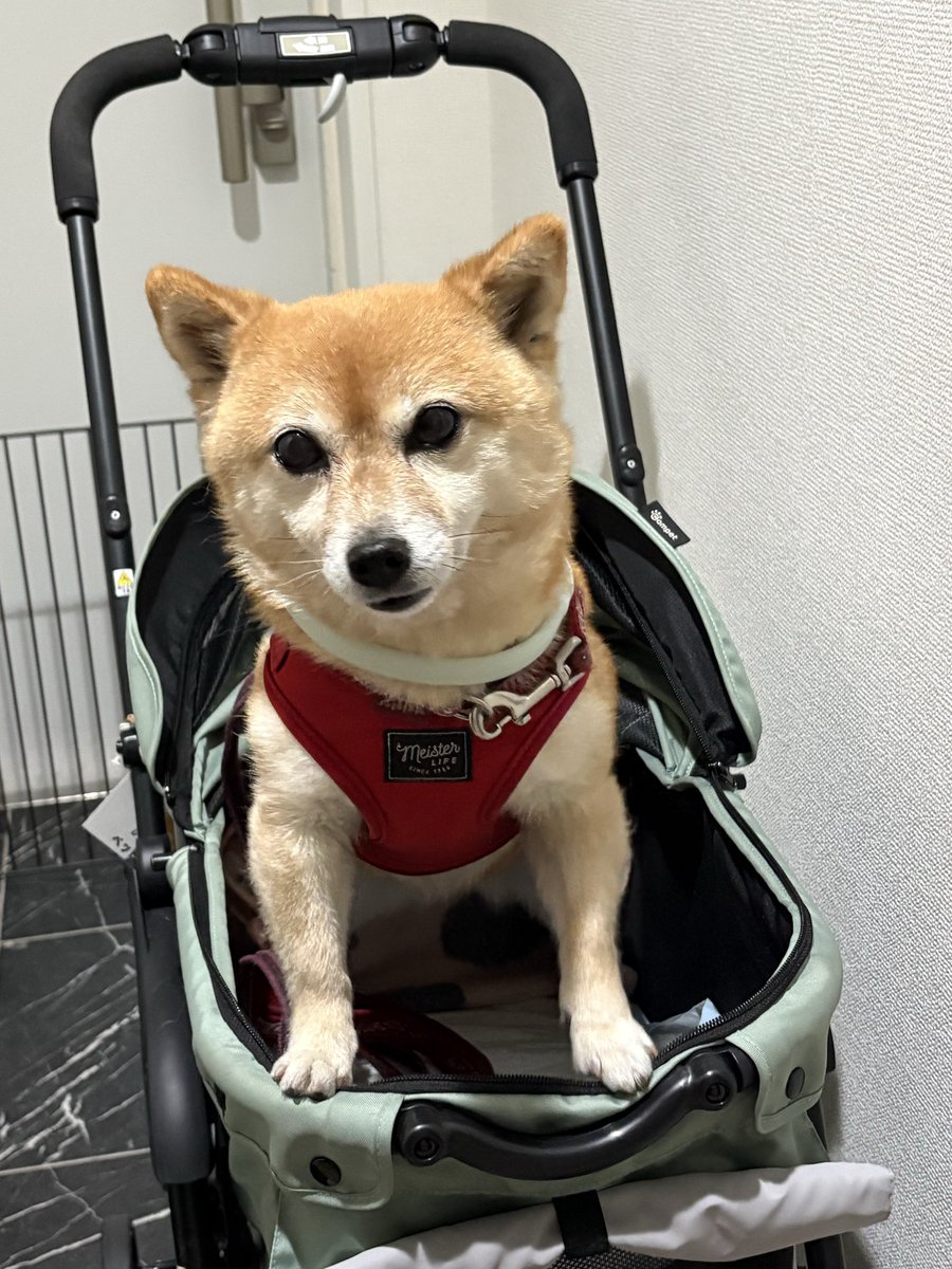 carrera18240's tweet photo. あずきの嬉しい仕草
お散歩嬉しいな https://t.co/XsCfvlVumf
