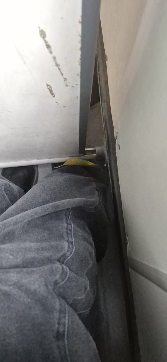 distritodmc's tweet photo. Últimos dias do setembro amarelo e cai uma folha amarelo em mim mds que avisos são esses que deus ezta me mandando https://t.co/lREWfIaDkf