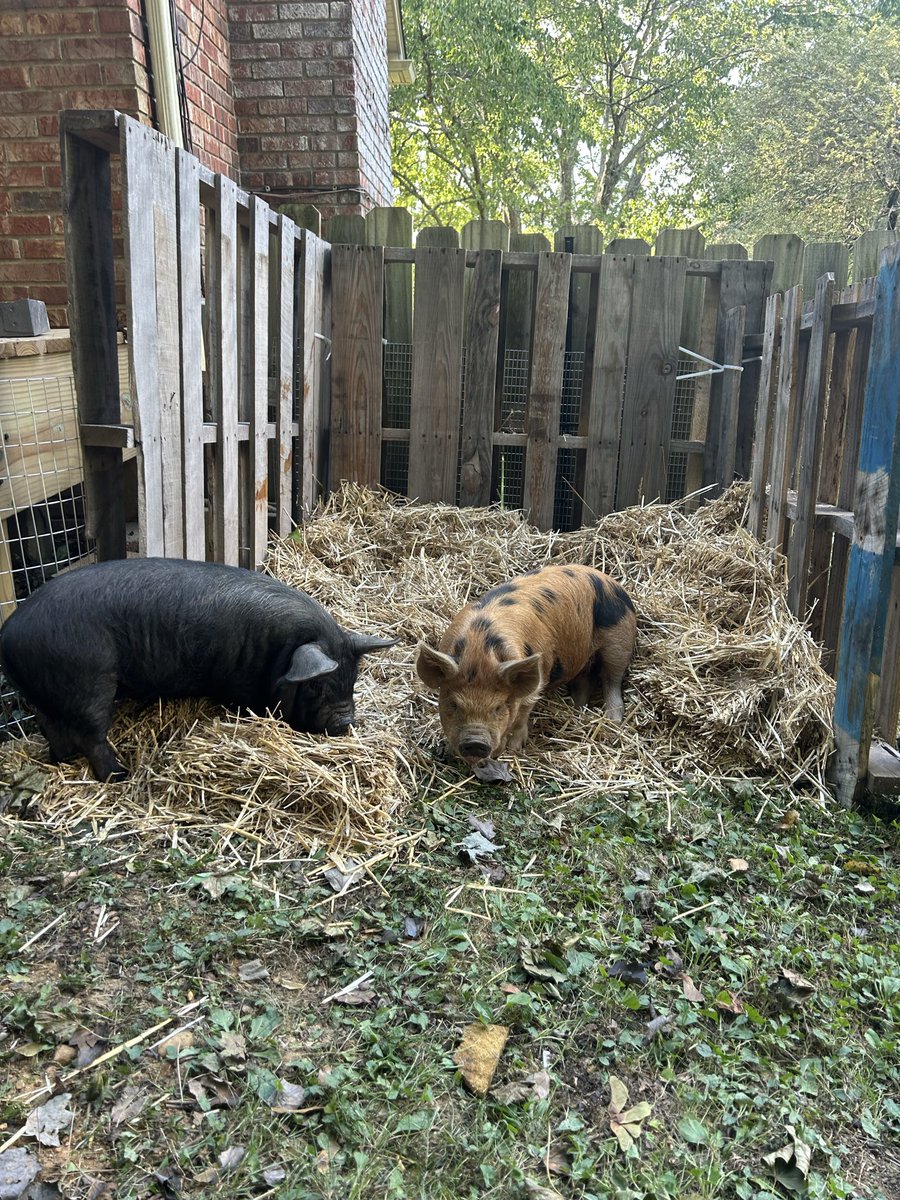 BWay124's tweet photo. @Mathew_Winters1 Every journey is so different in food production it’s awesome. Do you and have fun. I’ve been adding a pig fortress for them to sleep in when they’re a bit bigger and ready. We shall see how it does. https://t.co/6H3wDMPeRr