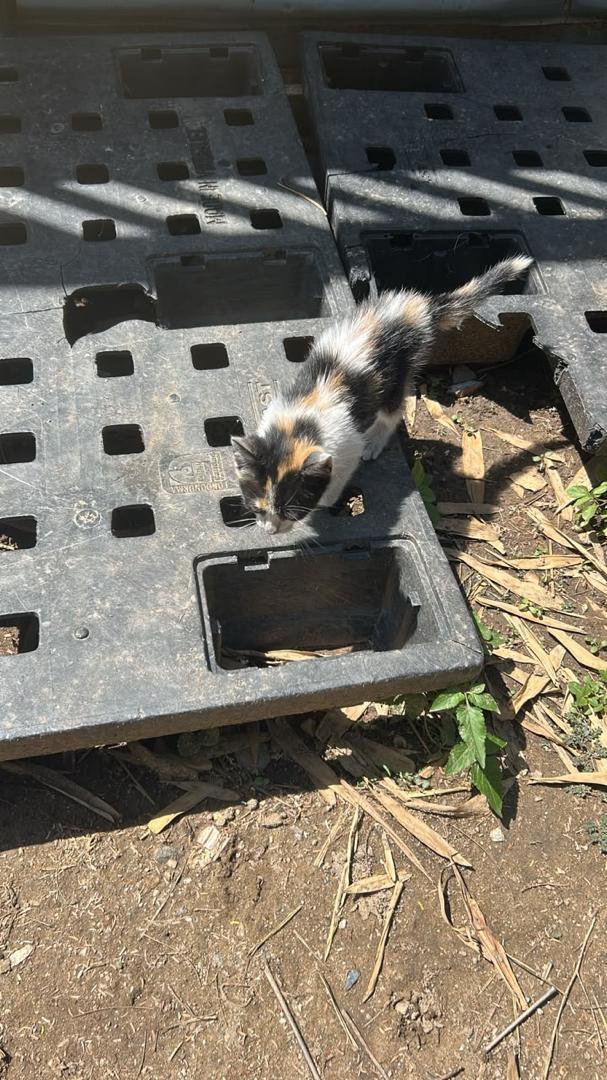 infomacaracuay's tweet photo. El propietario y desalmado del vehículo Chevrolet placa AGF50P abandonó una gatita de al menos 2 meses en la Av Chacao urb #Macaracuay y se escapó por la Av Naiguata. Los que amamos los animales pueden saber lo que le deseamos. Ojalá y se logre dar con ese señor @PolisucreOficia https://t.co/QadBw98nNs