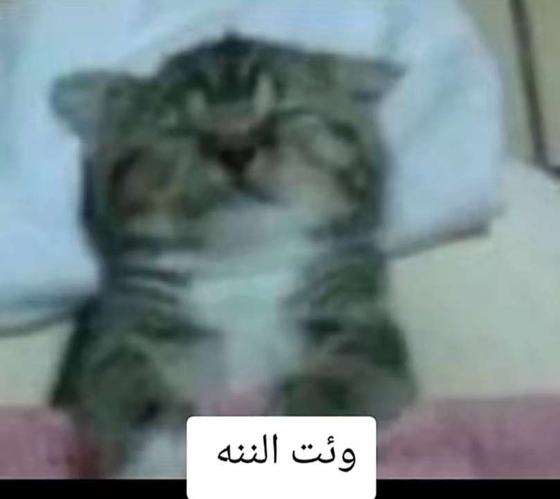 Sha_houda's tweet photo. حاسه اني هبدأ اعمل مشاكل ف https://t.co/BlBgnmlqk8