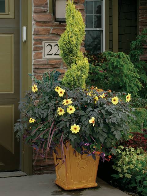 BoswachterRob's tweet photo. Join the global, inspiring project #FlowerPower. It really gives you a bonzer feeling! 🪴🌸

What is #FlowerPower?

Pop pots with (flowering) plants at the entrance of your house and encourage mates to do the same. Let's make our world much more flowery! 🪻🌹 https://t.co/MpUOjdp5Kq