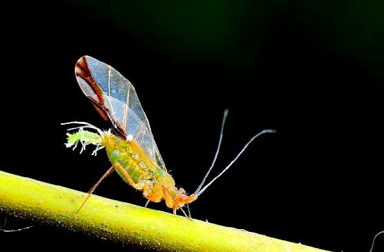 Fajar45742543's tweet photo. [Wow, the day’s vibe is so free and bright—even this little aphid on the blooming flower feels lively!]， https://t.co/gU8eZpbdYh