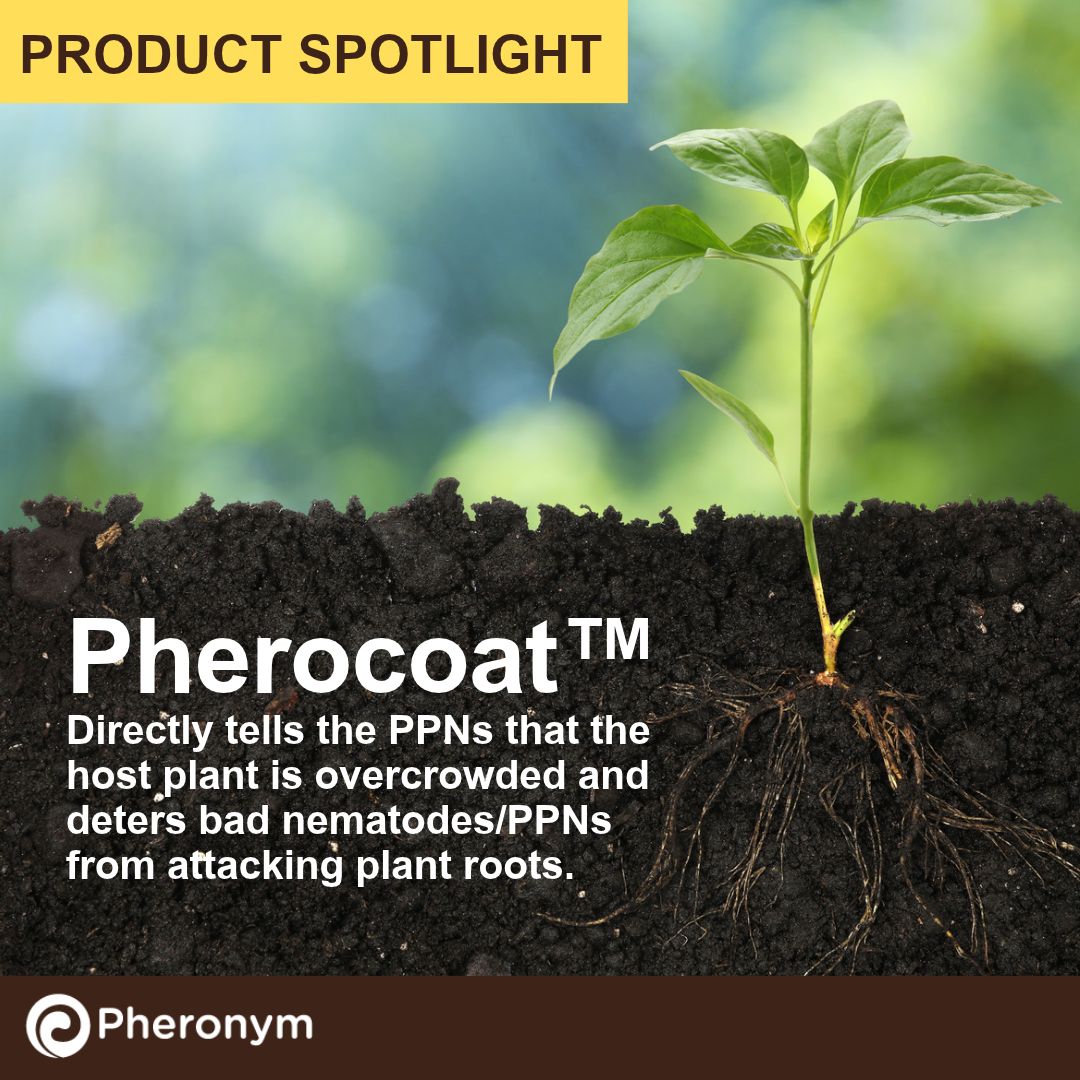 pheronym's tweet photo. Our product, Pherocoat™, acts as a repellent by telling plant-parasitic nematodes the host plant is already infected. Immediate target nematodes are sedentary nematodes including root-knot nematodes which are generalists and attack many crops.

#pheromones #nematodes #agtech https://t.co/ibjh0wRss3