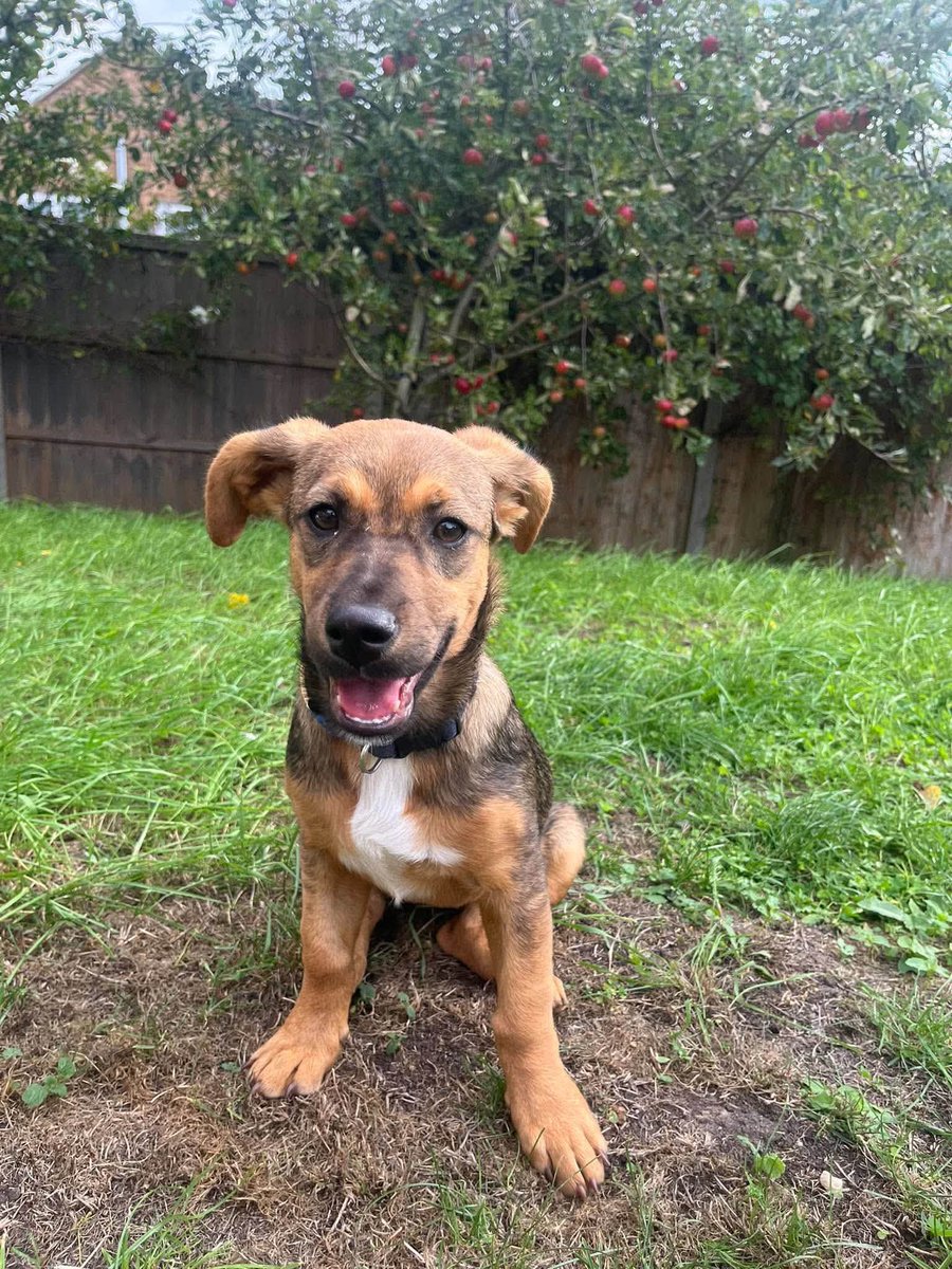 rescuedoggypaws's tweet photo. Little Heidi is looking for her forever person.  Shes just 5-6 months old. She’s small size and she’s looking for a loving home currently in foster in #Pershore #Worcestershire
amiciidogs@gmail.com
#Malvern #Stafford #oxford #BirminghamUK #Leicester #Evesham #Stratford #Worcester https://t.co/vQPchcKViH