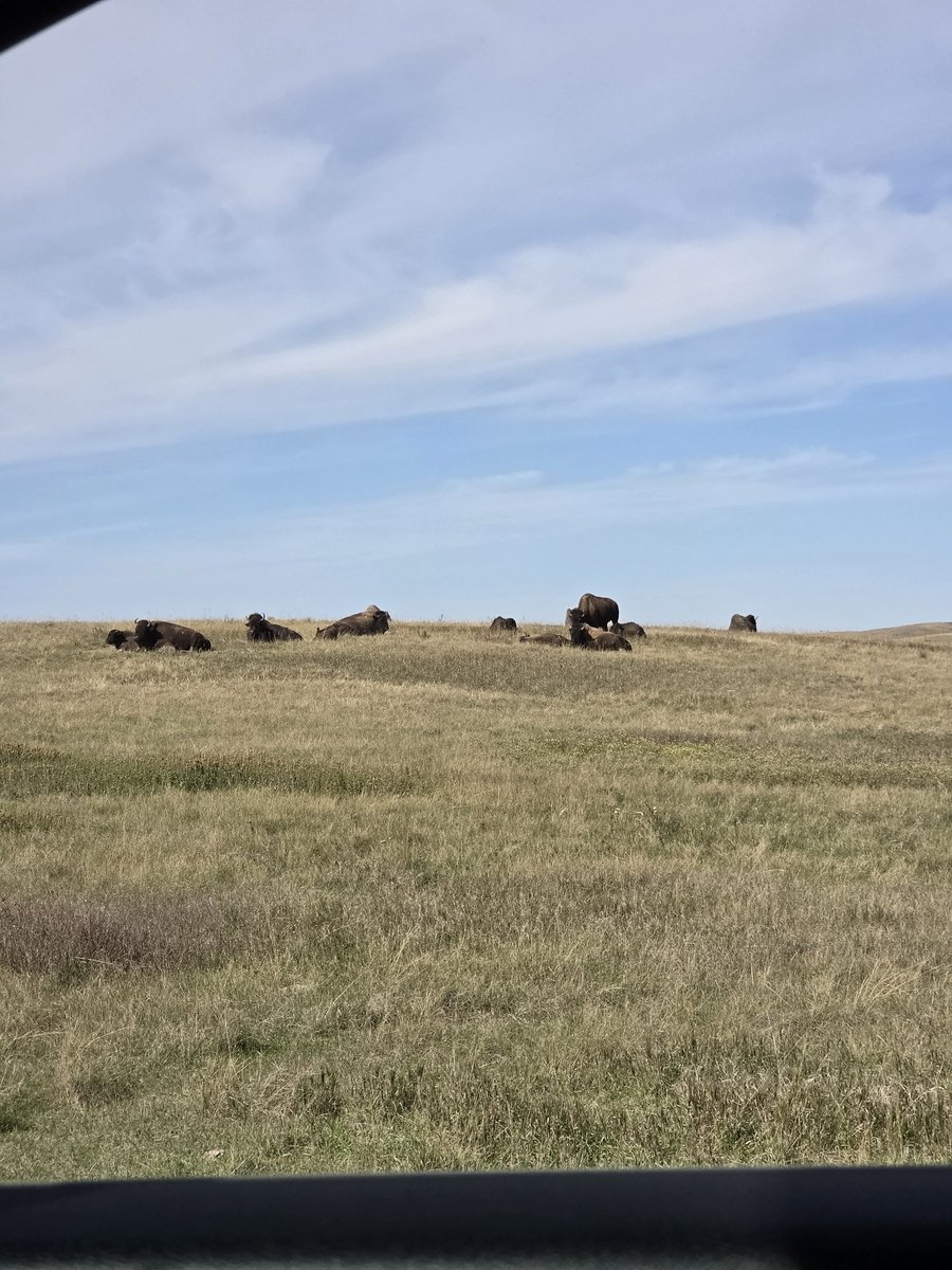 3_StrikedBandit's tweet photo. Fun weekend trip to Theadore Roosevelt National Park with some friends. First time seeing a buffalo 🦬 https://t.co/2rXSLBZJoF