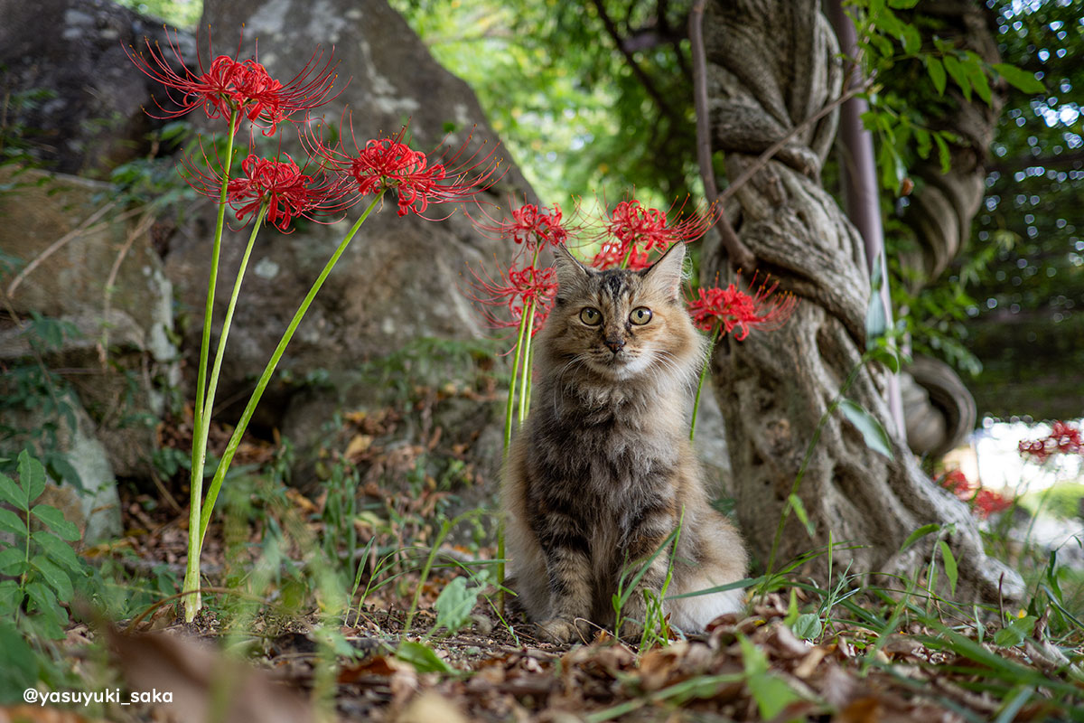 yasuyuki_saka's tweet photo. ねこ。 #猫 #ねこ #cat #猫写真 https://t.co/ePnptS8qUo
