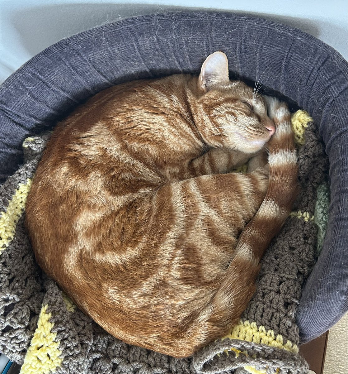 davidsupercat's tweet photo. When #orangejim is awake, he’s VERY awake but when he sleeps……he’s out cold. https://t.co/2LL6ozNZHM