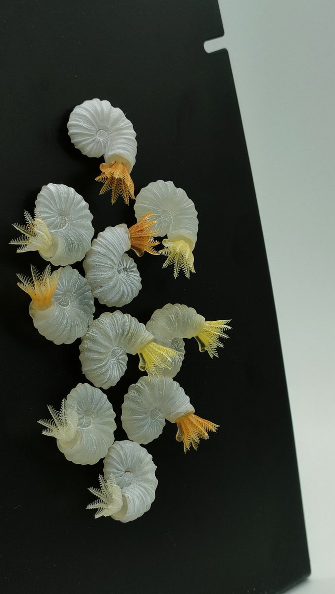 551monzou's tweet photo. ウズマキゴカイのマグネット
(Protolaeospira eximia)

石灰質の殻を持つゴカイのグループ。
うねうね系のイメージだったので「これもゴカイなんだ…」という驚き。

3Dプリンターの良さが出てると思う
＃いきもにあ2026 https://t.co/4pApR6jNVy