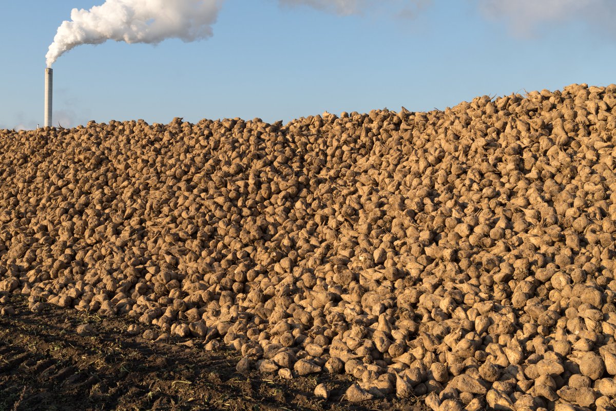 sugaronline's tweet photo. #SUGAR NEWS #EUROPE: #EU 🇪🇺 crop monitor further reduces #sugarbeet yield forecast.

Join us today to read the full story: https://t.co/vrhzJDarPc

#commoditiestrading #softcommodities #sugarindustry https://t.co/pnJJBvValp