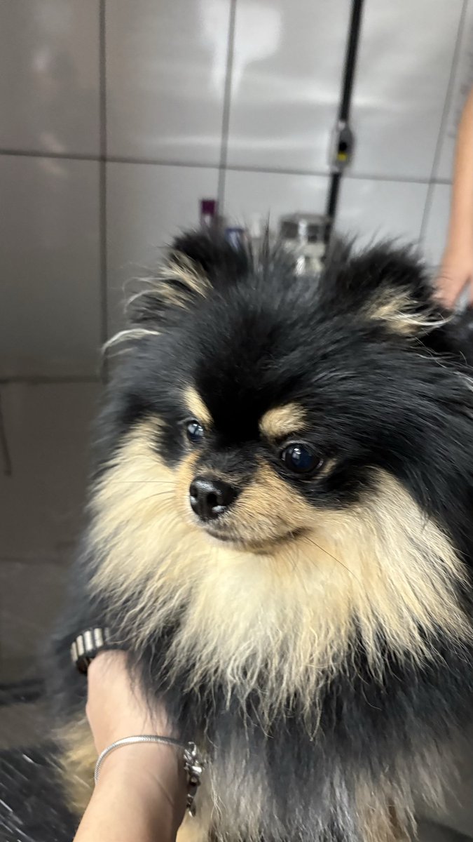 piyoonmin's tweet photo. ontem atendi um bebezinho que me lembrou o yeotan🥺🖤 https://t.co/Q3UVbUpUvv