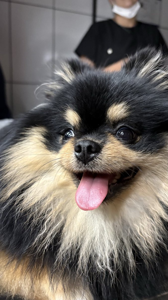 piyoonmin's tweet photo. ontem atendi um bebezinho que me lembrou o yeotan🥺🖤 https://t.co/Q3UVbUpUvv