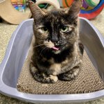 Photo by Friends of Warwick Animal Shelter (@WarwickPaws)