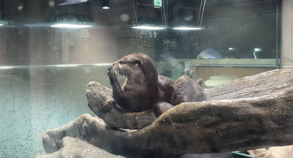 kaookaka's tweet photo. ねえねえ、ちょっと聞いて、、(*˙ﾉ(˙꒫˙*)ｺｿｺｿ

#みなとやま水族館
#コツメカワウソ
#文太朗
#昨日は秀太朗文太朗の6thBirthday https://t.co/9quwaHWasC