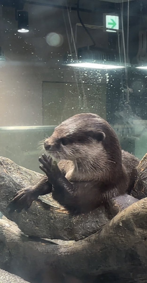 kaookaka's tweet photo. ねえねえ、ちょっと聞いて、、(*˙ﾉ(˙꒫˙*)ｺｿｺｿ

#みなとやま水族館
#コツメカワウソ
#文太朗
#昨日は秀太朗文太朗の6thBirthday https://t.co/9quwaHWasC