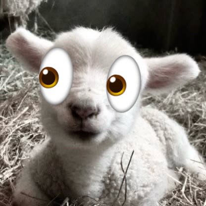 HowhighLamb's tweet photo. @st_smol NO NO https://t.co/hYypIr4jXd