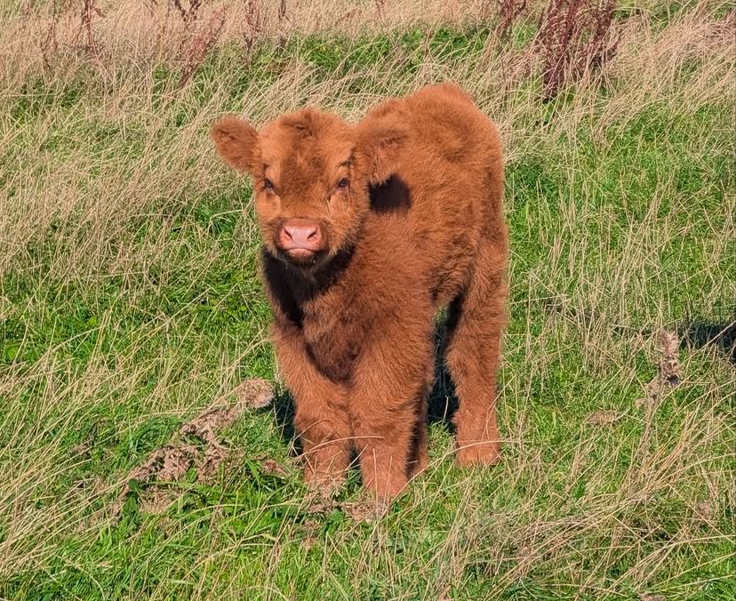 CowoftheDay1's tweet photo. 📅  29th September 2026
🐮 Astrid
🏷️ Instagram/dumblefarm
💕  #animaloftheday https://t.co/JNDsvrker3