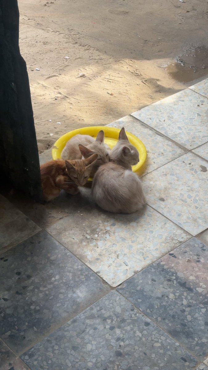 Mo7mmd30's tweet photo. My cats and i are still alive here in Gaza🇵🇸 https://t.co/ouGL03D32B