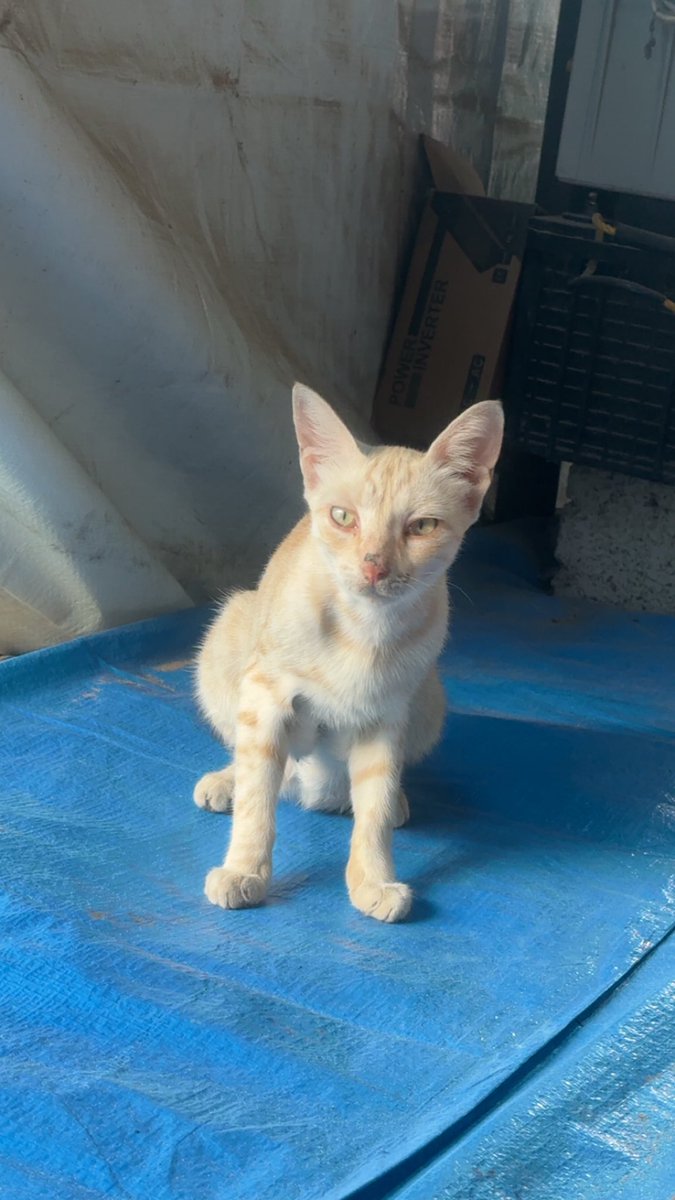 Mo7mmd30's tweet photo. My cats and i are still alive here in Gaza🇵🇸 https://t.co/ouGL03D32B