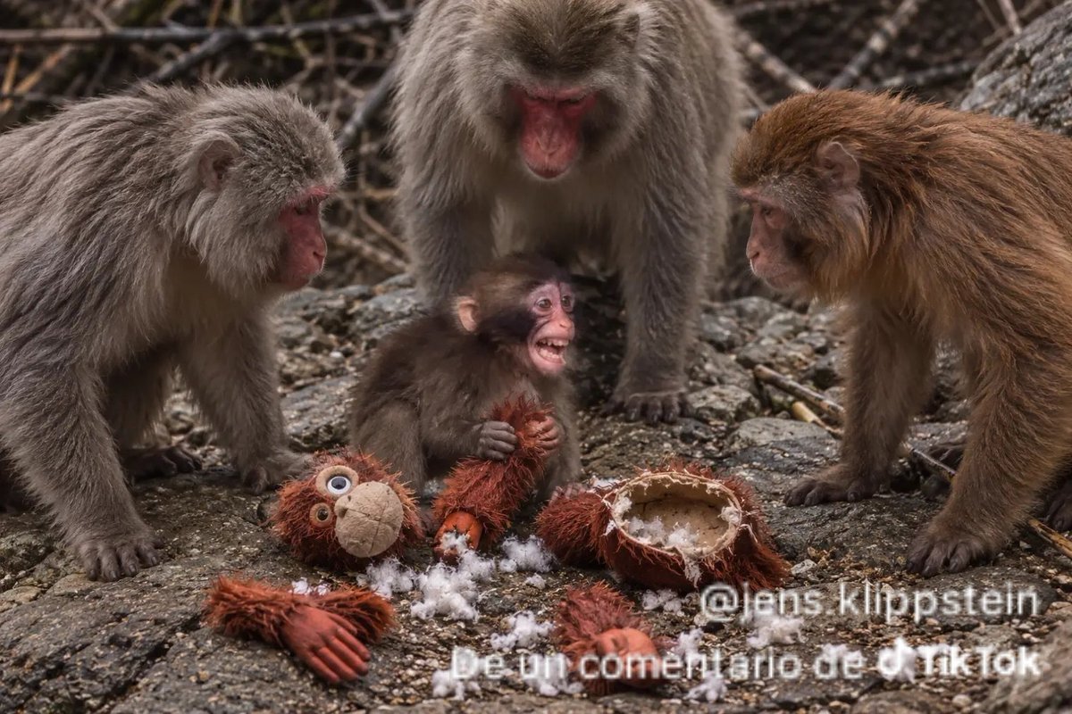 stephenmctoalli's tweet photo. @Dreamer55124292 pura imaginacion para escapar de la realidad de este mono imbecil, estas imagenes con IA estan mejor y mas apegadas a la realidad jajajajajajajajaja https://t.co/PpUZSMh9g3