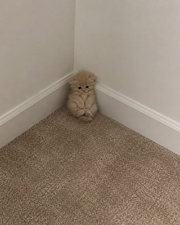 nekocatts's tweet photo. I don't wanna talk https://t.co/l6AFUW9DwT
