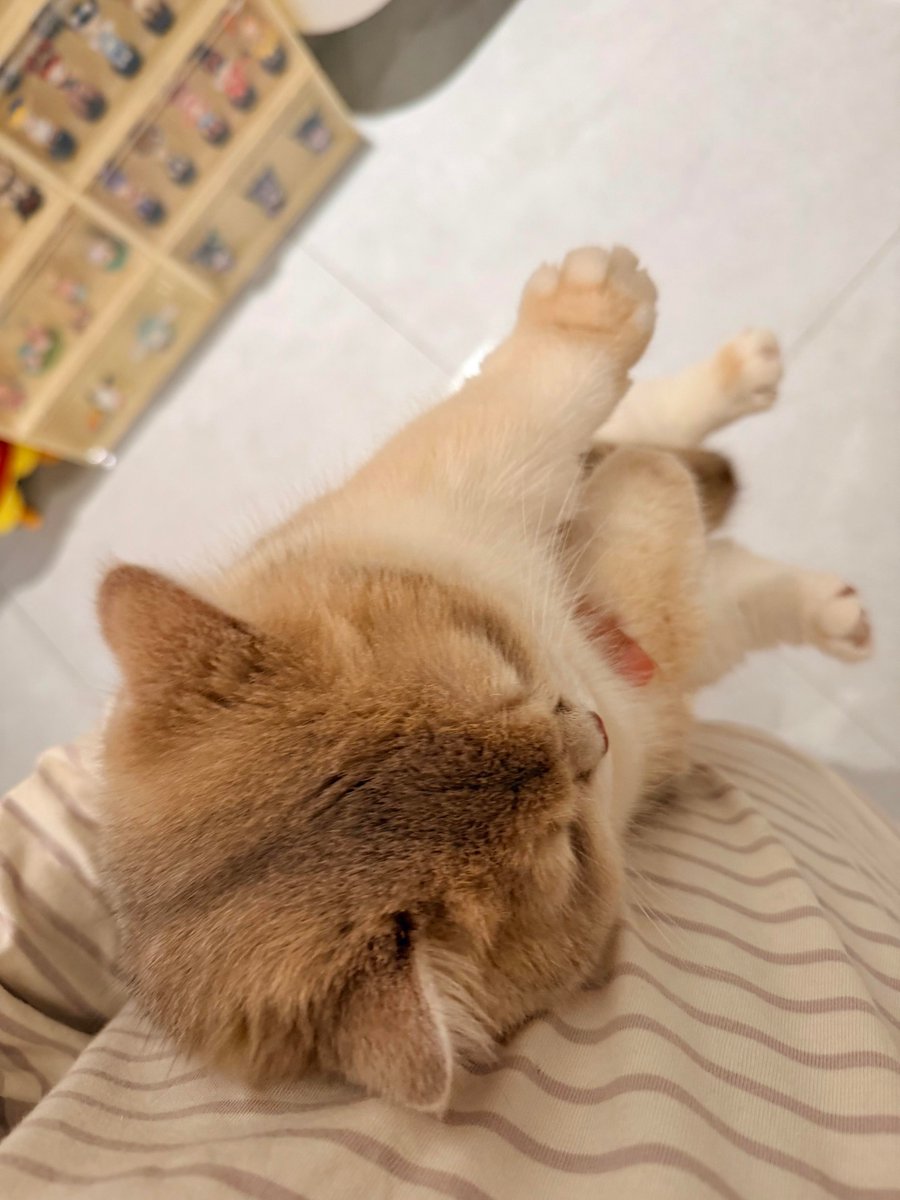 TheDrPowell's tweet photo. My cat is truly like a little baby. Always needing love, attention, and care. 🐱🤍 https://t.co/9qz1j45x4g