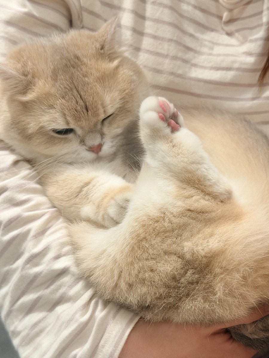 TheDrPowell's tweet photo. My cat is truly like a little baby. Always needing love, attention, and care. 🐱🤍 https://t.co/9qz1j45x4g